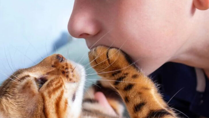 15 Reasons Why Cats Put Their Paws on Your Face – Is It Love or Something Else?