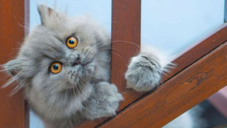 15 Sweet Signs Your Persian Cat is Showing You Love