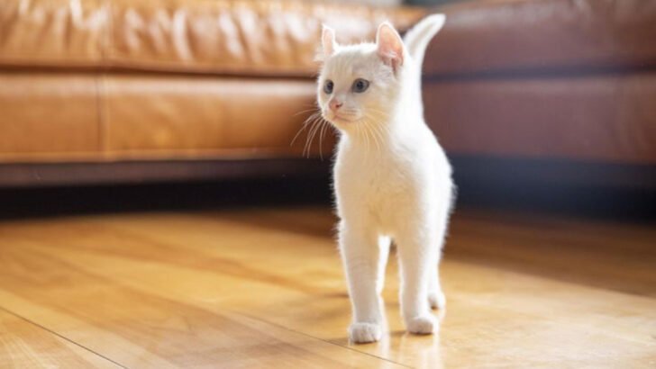 15 Things to Never Do When Bringing a New Cat Into Your Home