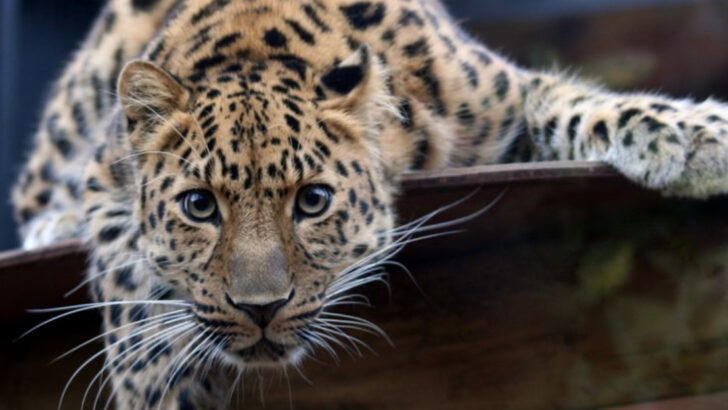 15 Wild Cat Species That Need Urgent Protection