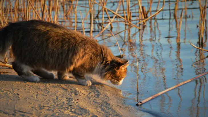 16 Best Locations to Feed Stray Cats and Keep Them Coming Back