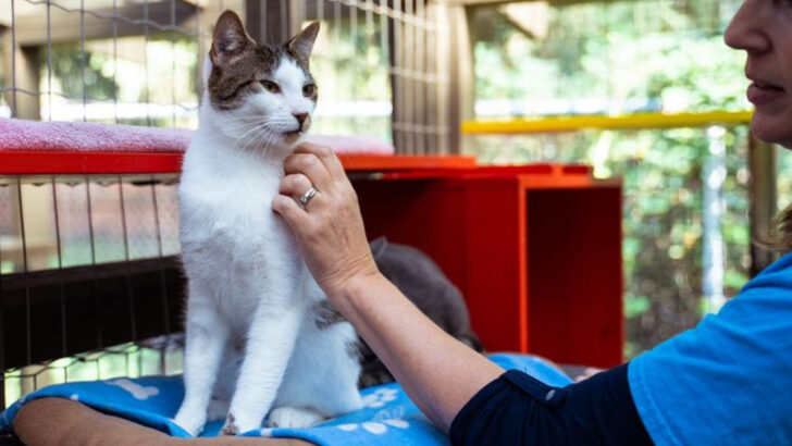 16 Easy Ways You Can Help Stray Cats in Your Community