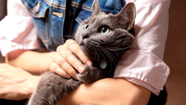 16 Reasons Russian Blue Cats Are Unlike Any Other Breed