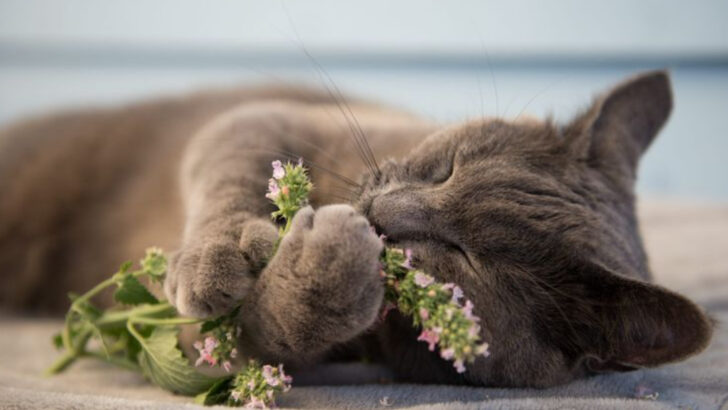 16 Simple Tricks to Keep Your Cat Happy (And Stop the Mood Swings for Good!)