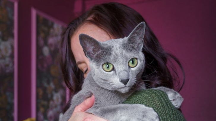 16 Surprising Reasons the Korat Cat Is a Treasure Among Feline Breeds