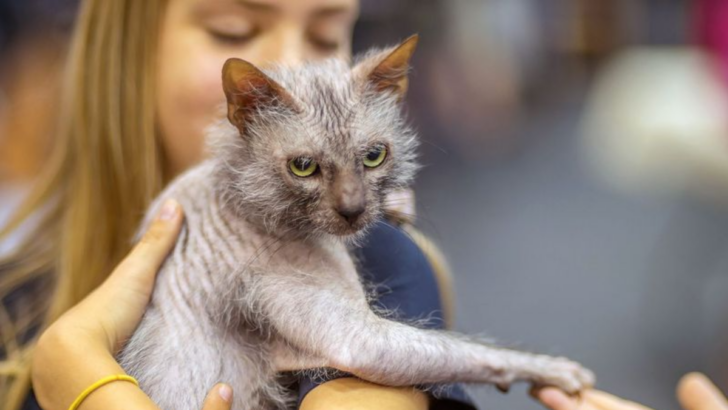 16 Unique Features of Lykoi Cats, the Mysterious Werewolf Cat