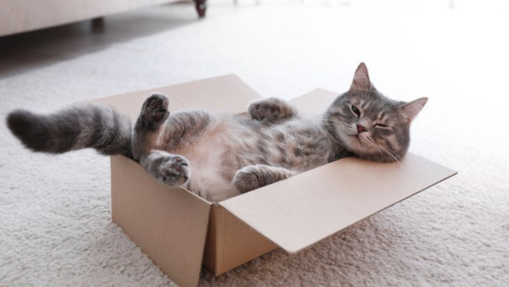 16 Unusual Places Cats Pick to Sleep (You’ll Be Surprised!)