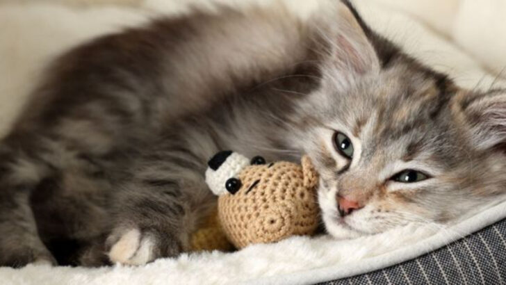 16 Ways to Turn Your Cat into Your Best Friend – The Ultimate Guide