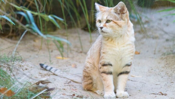 16 Wild Cats That Take Independence to the Next Level!