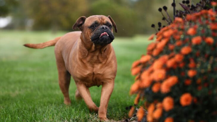 17 Dog Breeds That Aren’t Exactly Cat-Friendly