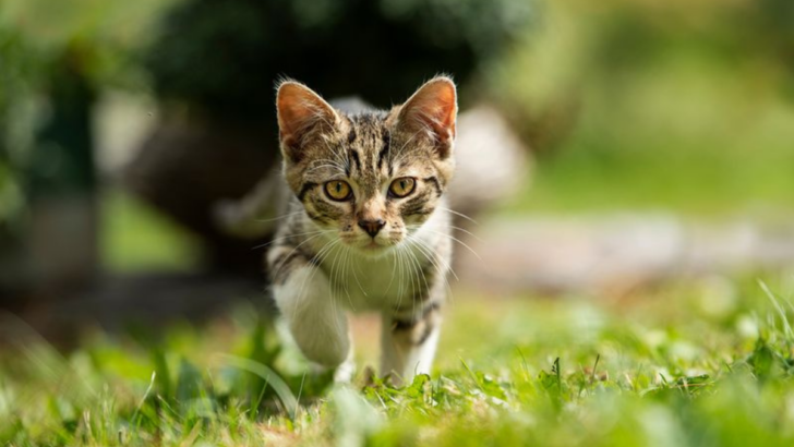 18 Things to Keep in Mind Before You Feed Outdoor Cats