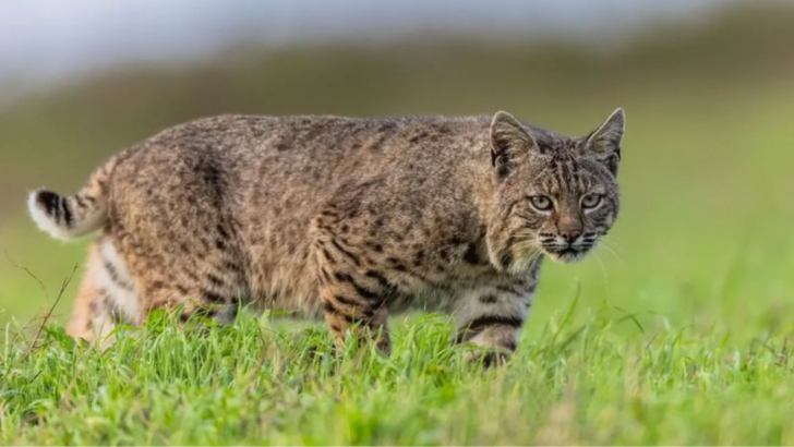 18 U.S. States Where You’re Most Likely to Run Into a Bobcat (And How To Protect Yourself)