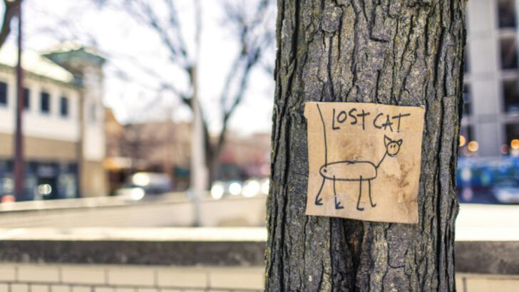 From Lost to Found: 20 Times Cats Traveled Miles to Return Home