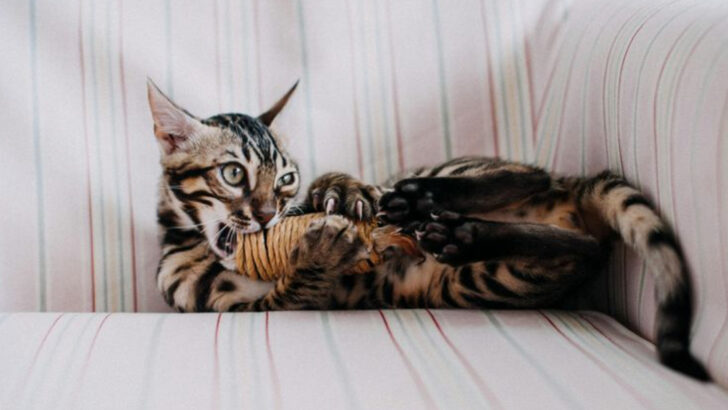 20 House Cats That Look Like They Belong in the Wild—Fierce, Striking, and Untamed!