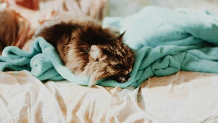 20 Mistakes You Might Be Making That Could Be Stressing Your Cat Out