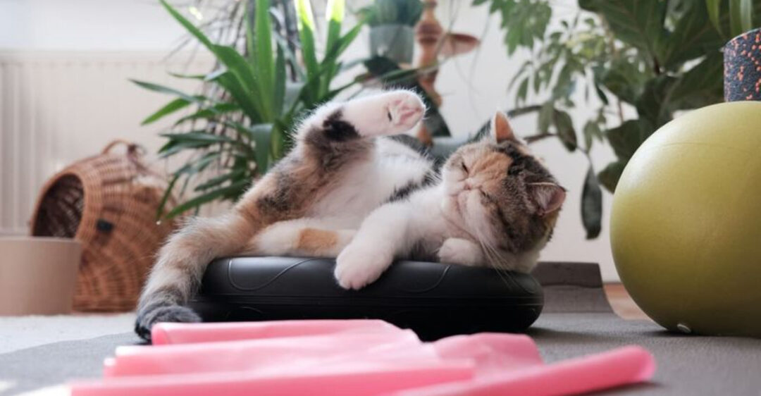 Image showcasing 20 Ways to Improve Your Cat’s Digestive Health Instantly