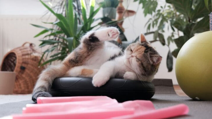 20 Ways to Improve Your Cat’s Digestive Health Instantly