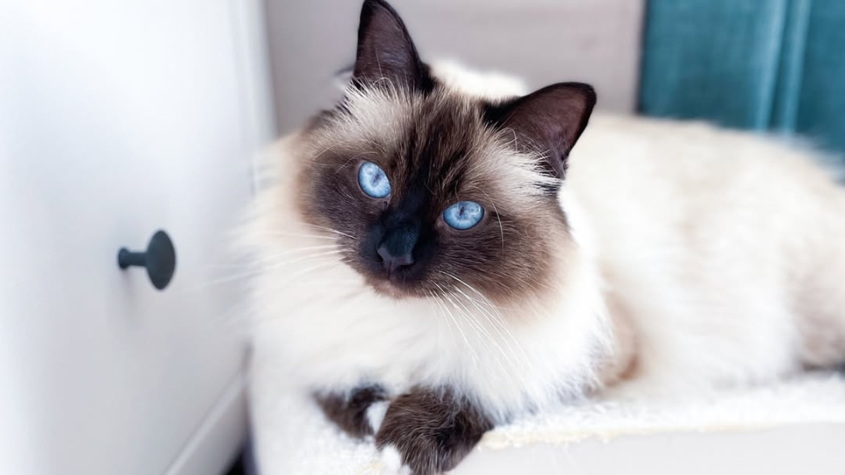 29 Interesting Facts About Birman Cats