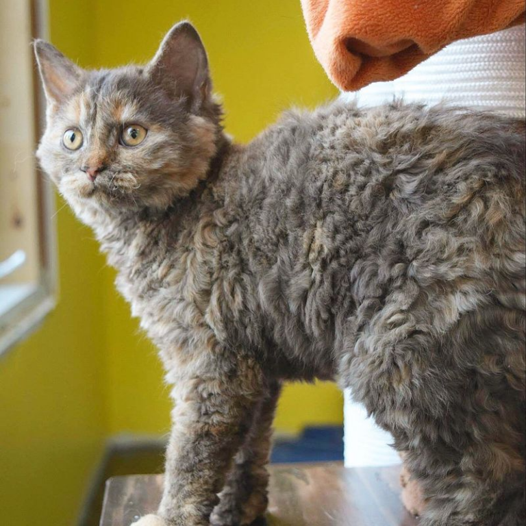 Meet the Selkirk Rex, the Curly-Coated Wonder of the Feline World