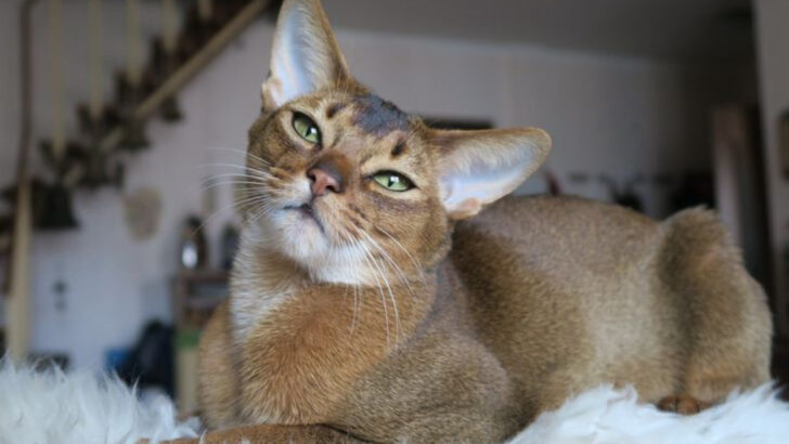 7 Striking Abyssinian Cat Colors and How They Change Over Time