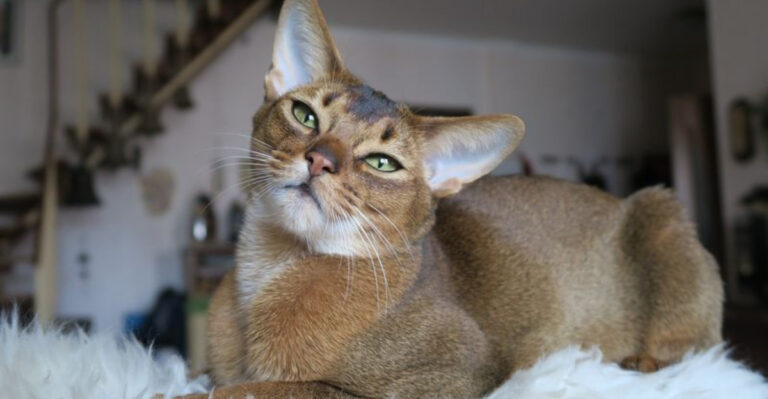 Rust Abyssinian 7 Striking Abyssinian Cat Colors and How They Change Over Time - Cats Chef