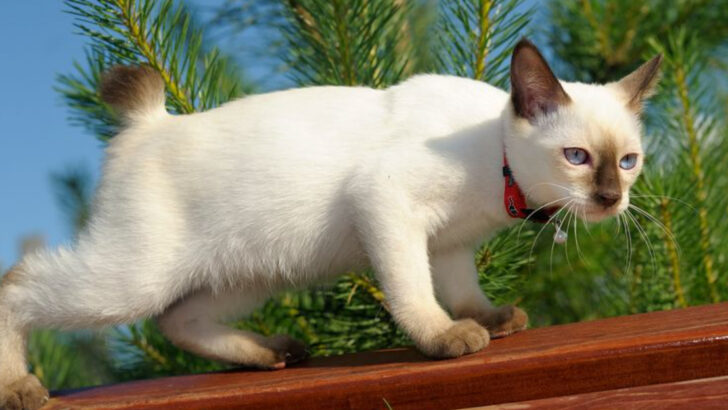 8 Fascinating Tailless Cat Breeds You’ve Never Heard Of But Need to See