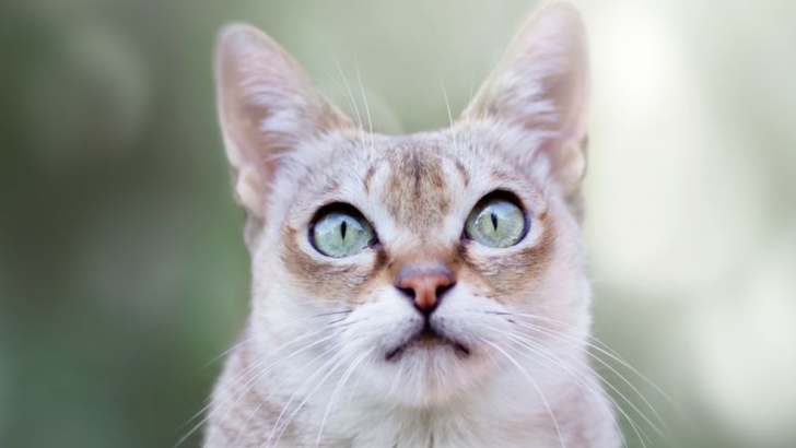 8 Quirky Singapura Cat Habits That Show How Uniquely Endearing They Are