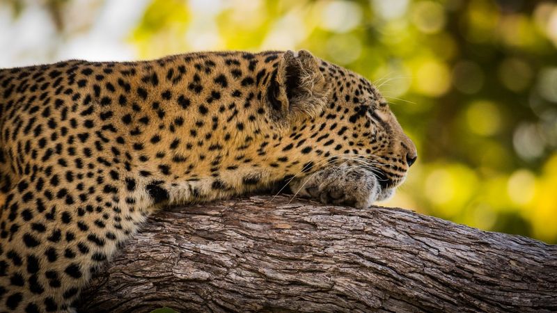 A Cheetah's Spots Are One of a Kind