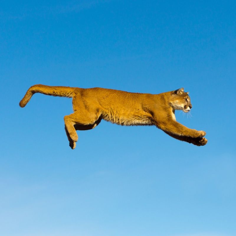 A Mountain Lion Can Leap 40 Feet in a Single Bound