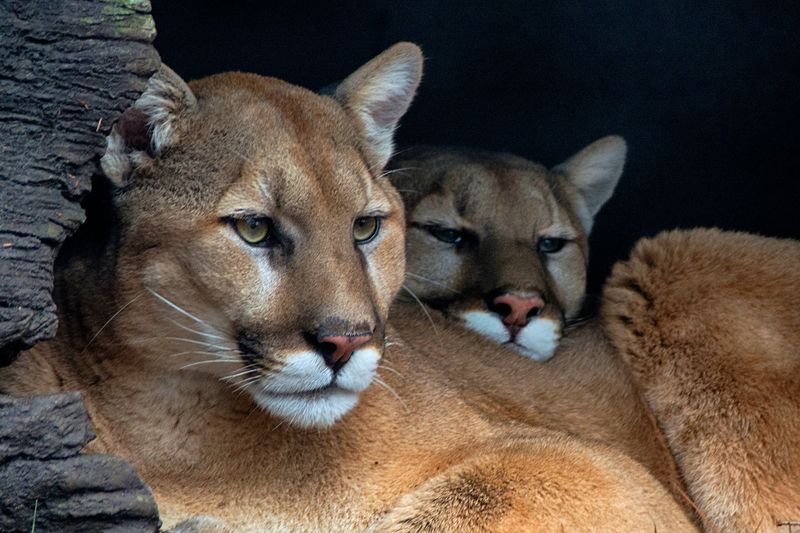 A Single Kill Can Feed a Mountain Lion for a Week