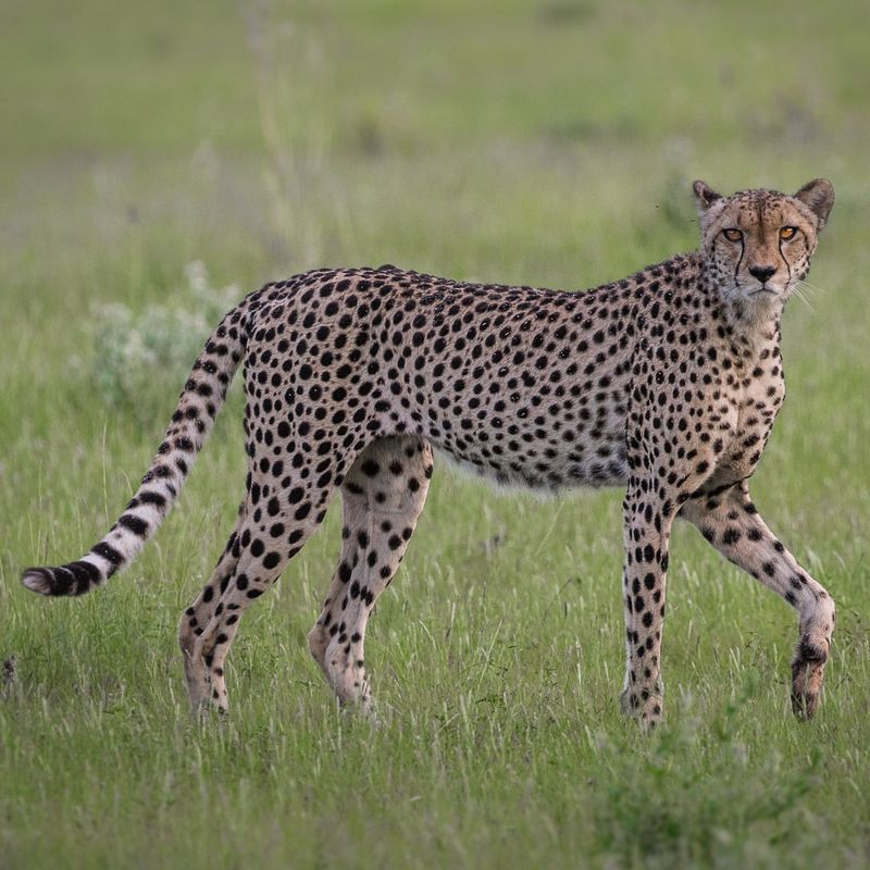 A Tail That Works Like a Rudder