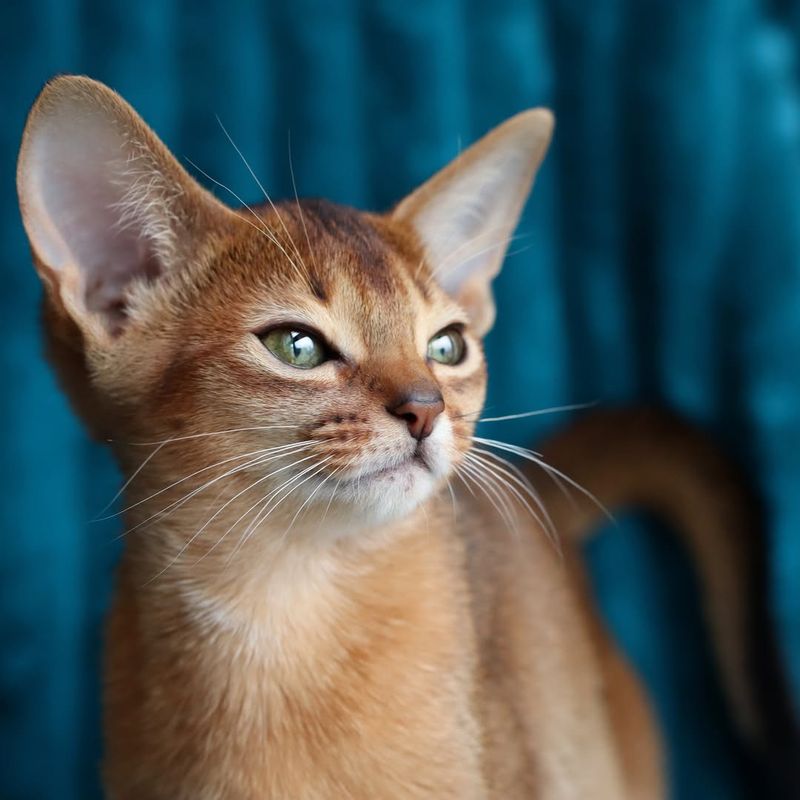 Abyssinian