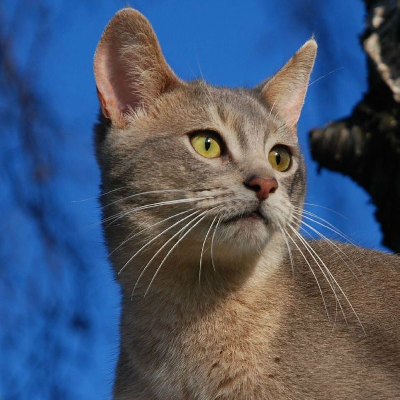 Abyssinian