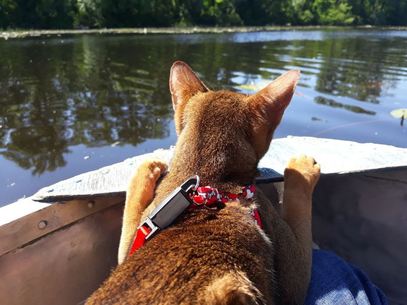 Abyssinian