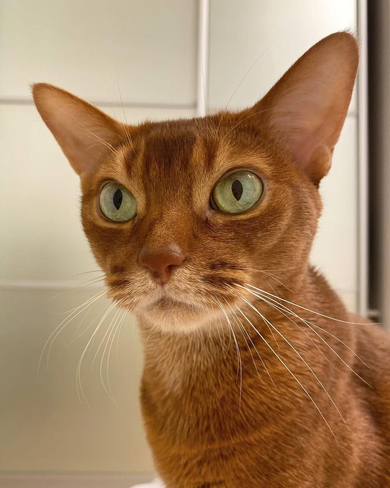 Abyssinian