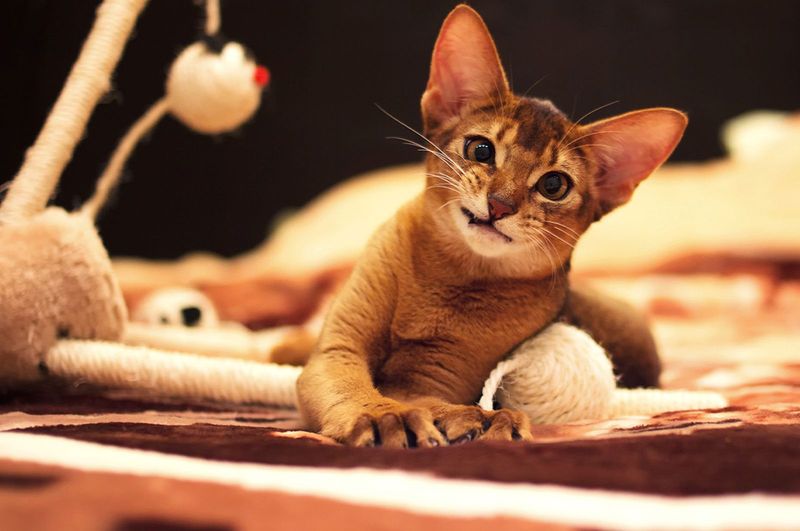 Abyssinian