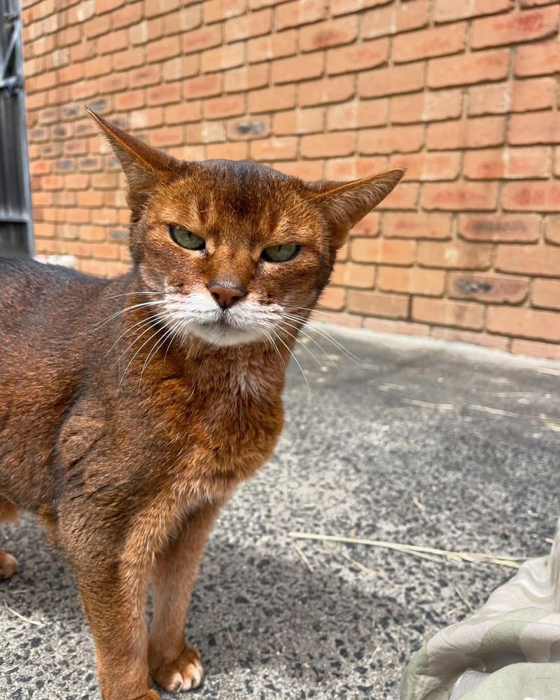 Abyssinian