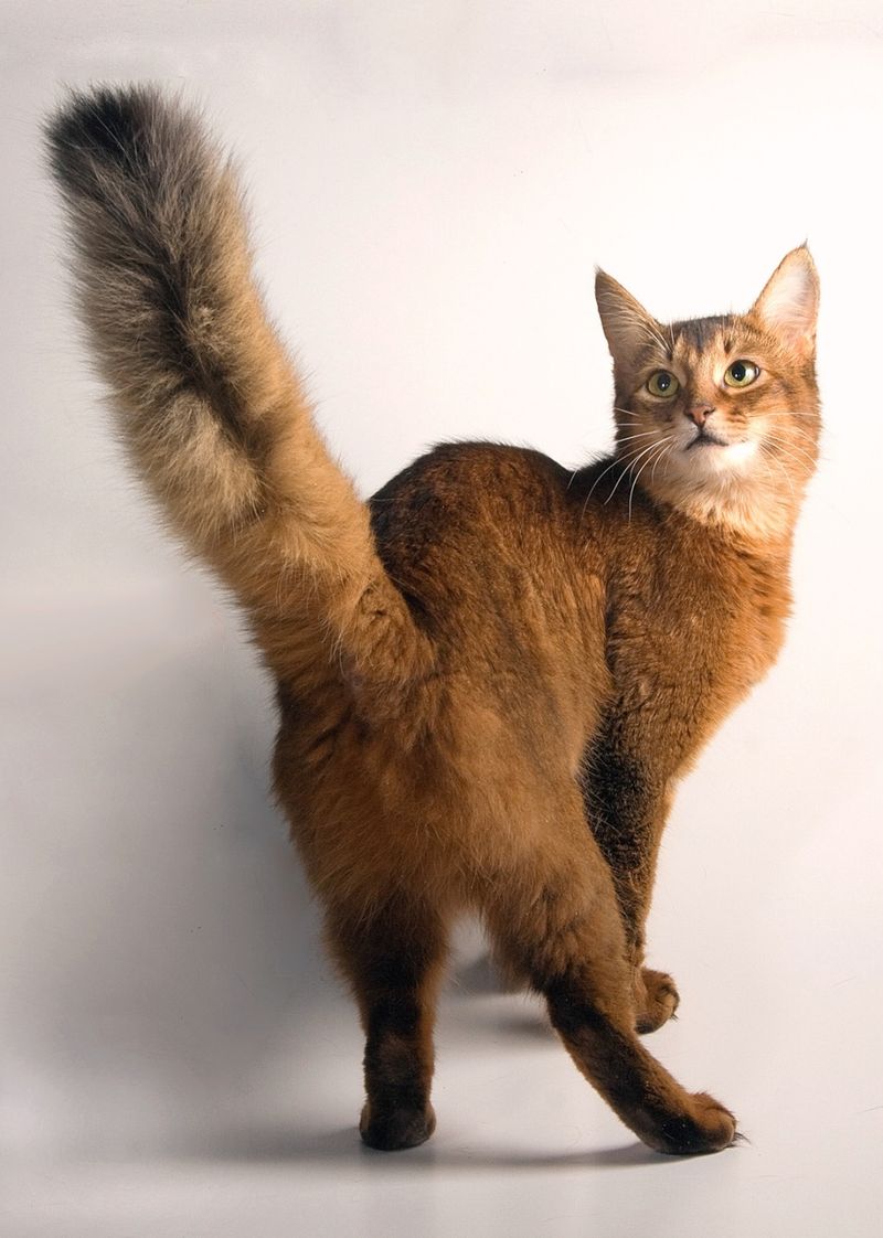 Abyssinian