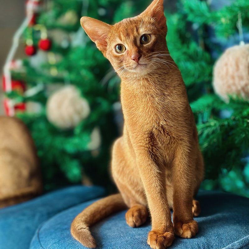 Abyssinian