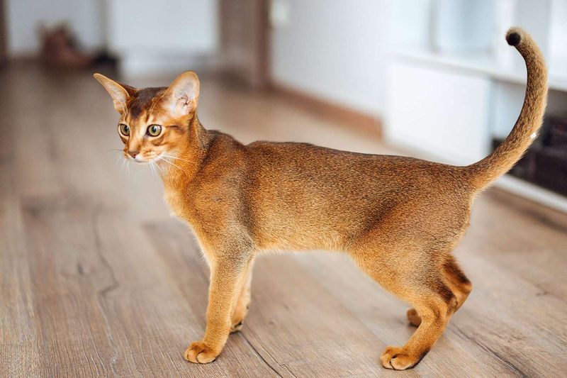 Abyssinian Cat