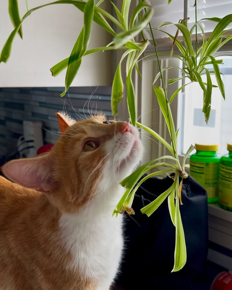 Add Cat-Friendly Plants