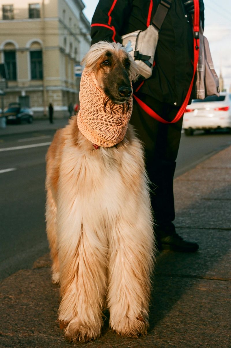 Afghan Hound