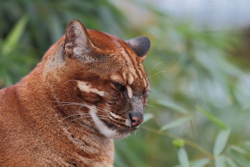 African Golden Cat