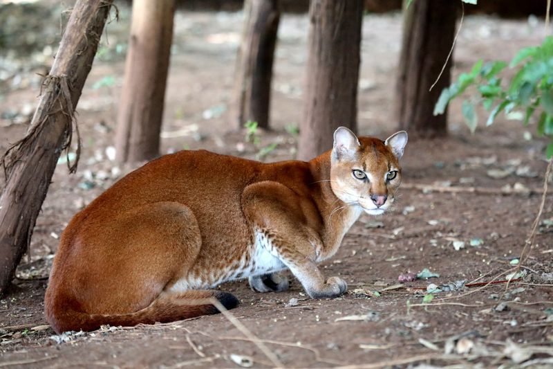 African Golden Cat (Caracal aurata) – Central & West Africa