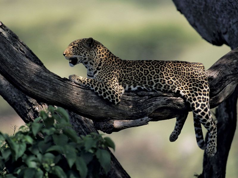 African Leopard (Panthera pardus)