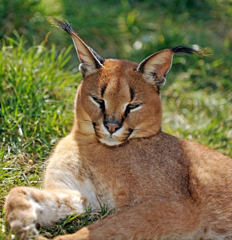 African Wildcat