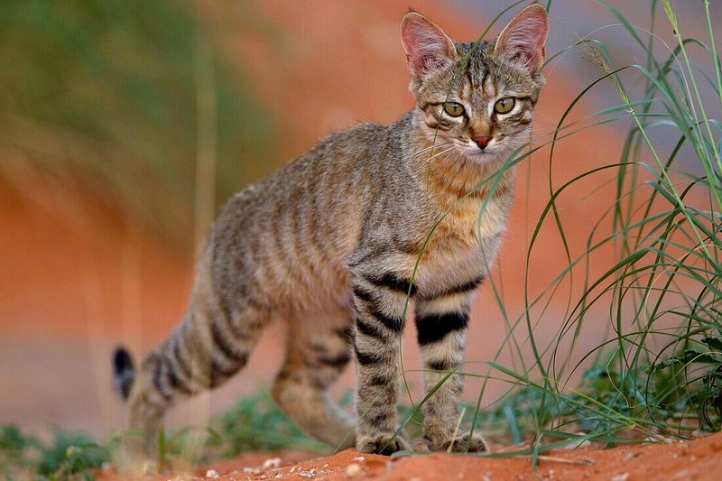 African Wildcat (Felis lybica)