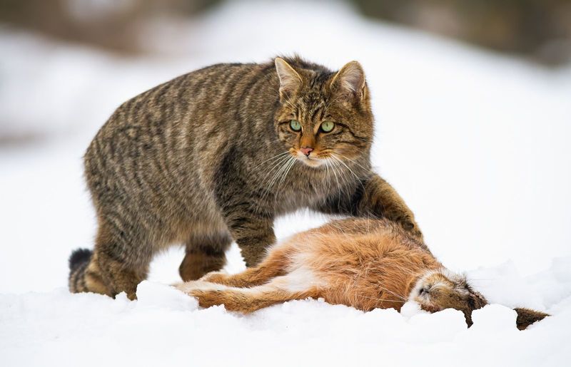 African Wildcat (Felis silvestris lybica)