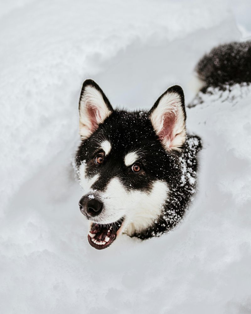 Alaskan Malamute