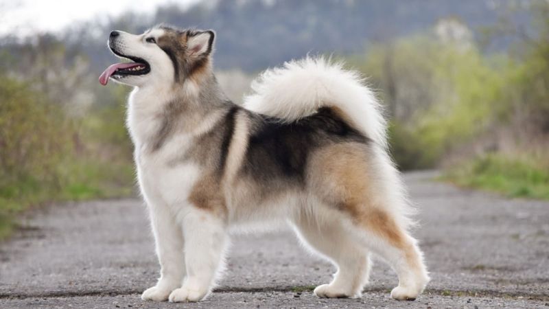 Alaskan Malamute